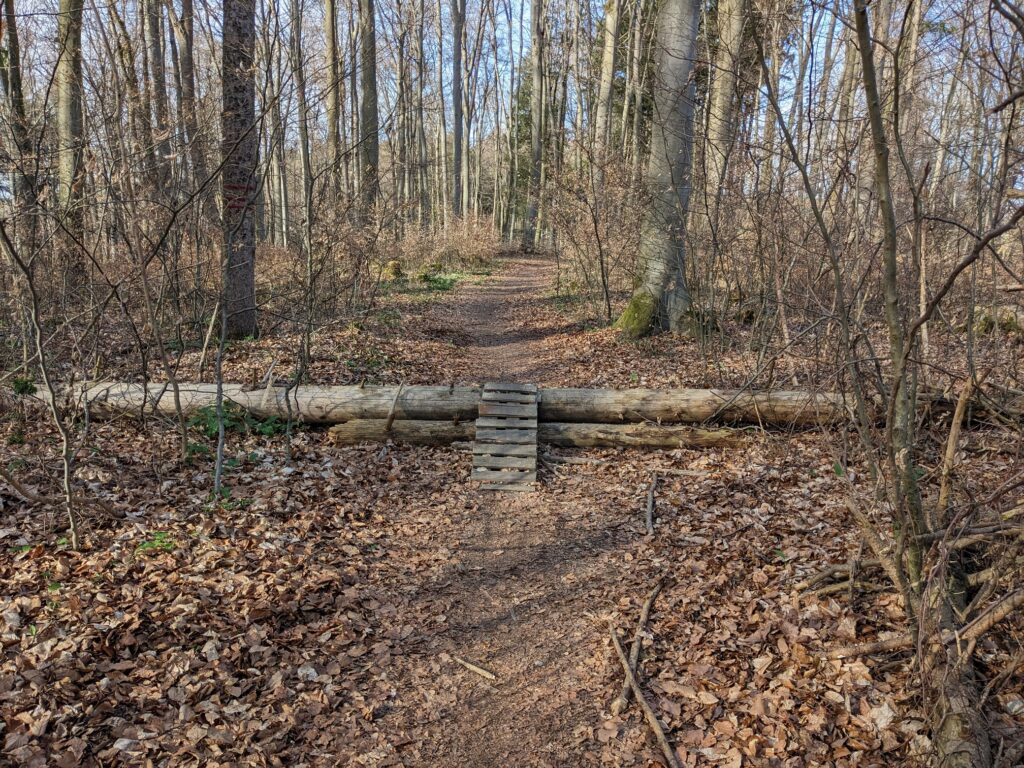 Trail durch einen Wald.Eine kleine Rampe führt über einen im Weg liegenden Baumstamm.