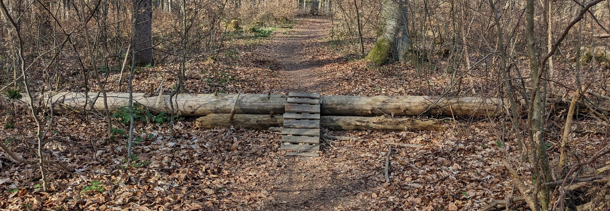 Trail durch einen Wald. Eine kleine Rampe führt über einen im Weg liegenden Baumstamm.