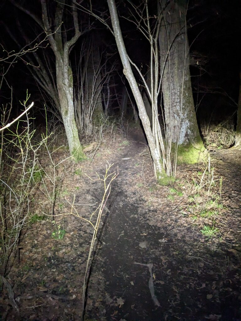 Trail zwischen Bäumen, bei Nacht, in hellem Lichtkegel.
